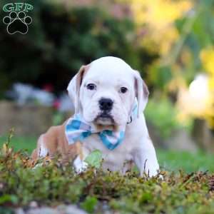 Max, Beabull Puppy